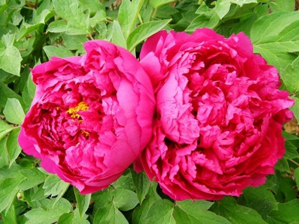 Đúng 3 con giáp có số trở thành tỷ phú, cầu được ước thấy, tiền vào như nước từ giờ đến cuối tháng 3 âm lịch  - Ảnh 2