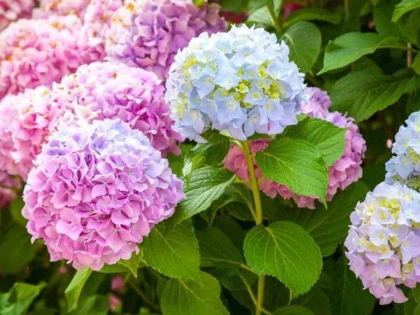 Đúng 3 con giáp có số trở thành tỷ phú, cầu được ước thấy, tiền vào như nước từ giờ đến cuối tháng 3 âm lịch - Ảnh 3