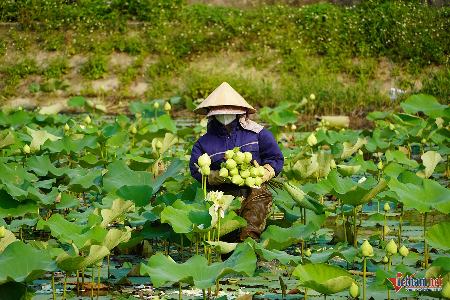 Sen nở sớm, vợ chồng ở Nghệ An lội bùn hái tới 500 bông/ngày, thu tiền triệu - 3