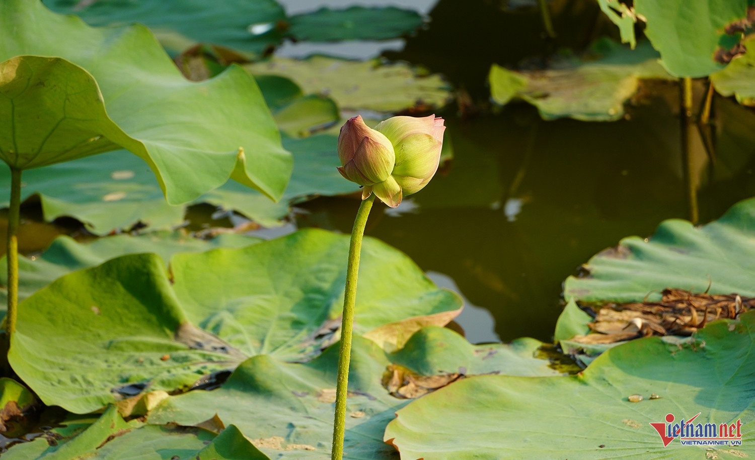 Bông sen Tịnh Đế hiếm gặp tại xã Kim Liên