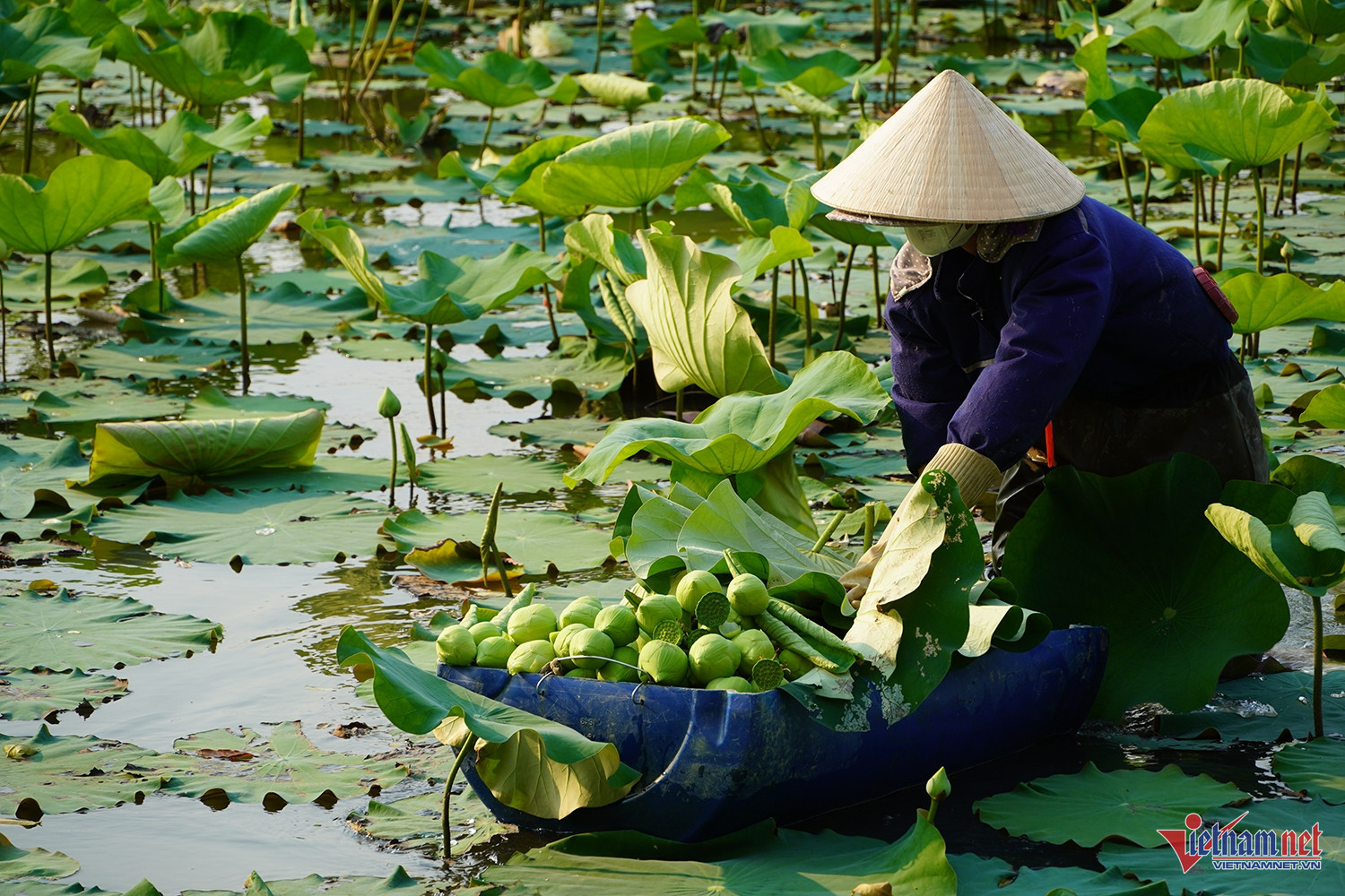 Công việc thu hoạch bông sen kéo dài trong nhiều giờ