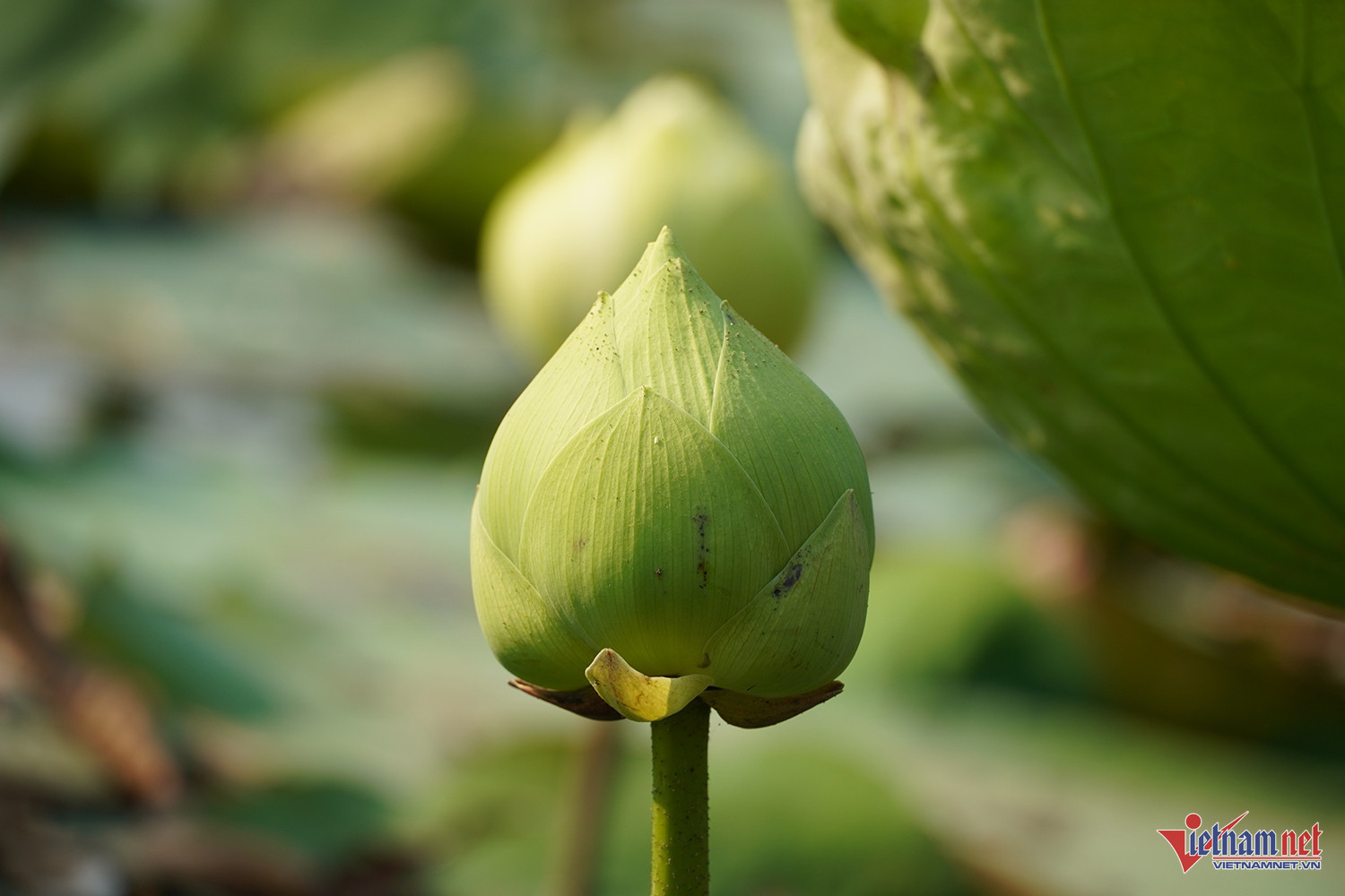 Hoa đạt chuẩn là những bông đủ độ lớn, cánh còn khép, chưa “mở tai” để đảm bảo độ tươi khi đến tay khách