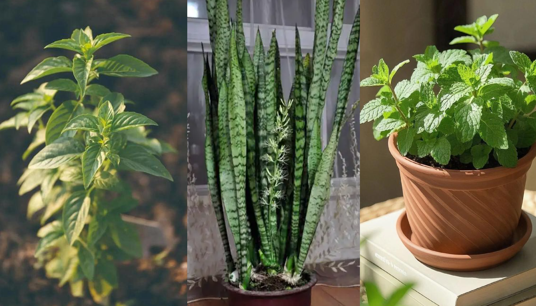 3 loại cây trong bếp làm cho không gian ấm cúng, tài lộc như tự tìm đến插图 Hình 1 (4).png