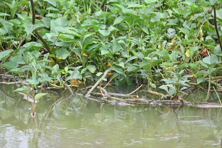 Tốc độ sinh trưởng nhanh lấn át thực vật bản địa, rau muống từng được nước Mỹ xếp vào loài cỏ dại. (Ảnh: Dreamy)