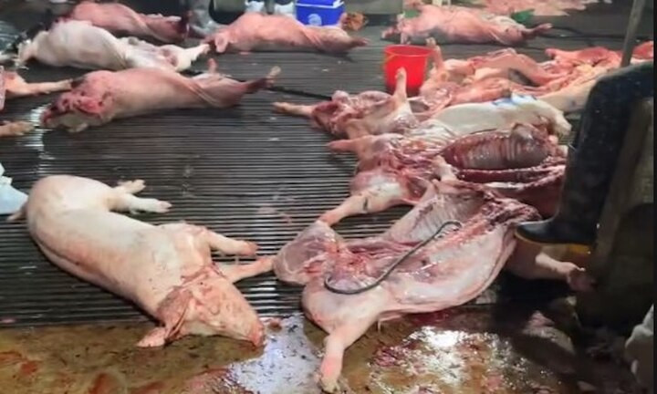 Số lợn bệnh được đưa vào lò mổ.