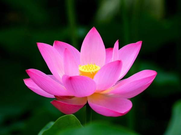 Từ nay đến ngày 29/2 âm lịch, 3 con giáp cá chép hóa rồng, giàu có chạm đỉnh, ăn nên làm ra, tiền của dồi dào, hưởng đủ vinh hoa - Ảnh 2