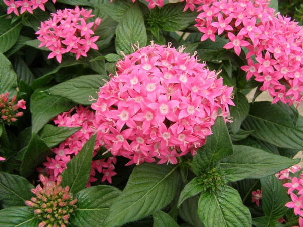 Từ nay đến ngày 29/2 âm lịch, 3 con giáp cá chép hóa rồng, giàu có chạm đỉnh, ăn nên làm ra, tiền của dồi dào, hưởng đủ vinh hoa - Ảnh 3