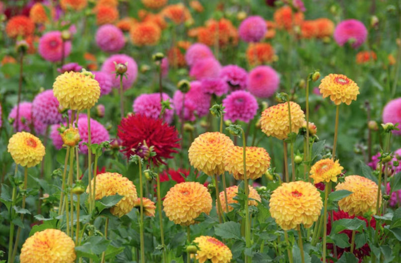 4 tháng sinh Âm lịch mang số mệnh bình an: Càng sống càng hưởng phúc - Ảnh 3.