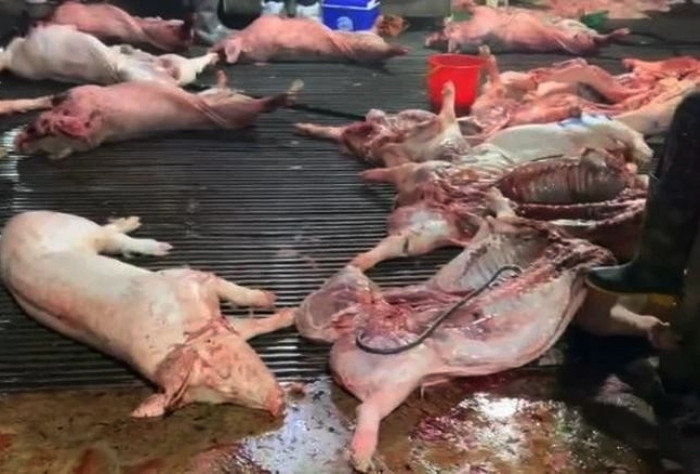 Thịt lợn bệnh tuồn vào bếp ăn tập thể, trường học