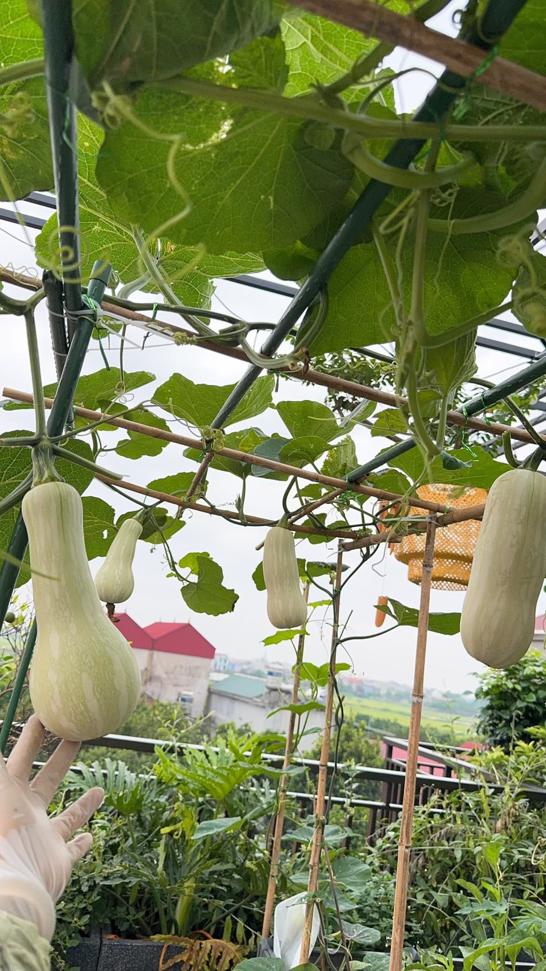 khu vuon 4.jpg