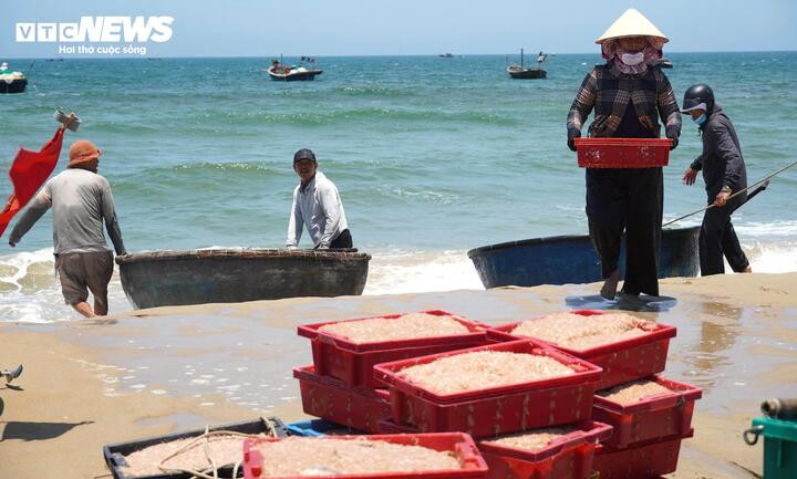 Từ sáng sớm tinh mơ đến tận trưa, hàng chục chiếc thuyền công suất nhỏ nối nhau vươn khơi cách bờ chỉ vài hải lý. Và chỉ sau vài giờ khai thác, tàu nào tàu nấy trở về trong niềm vui được mùa. Các ngư dân đánh giá vụ ruốc biển năm nay mang lại nguồn thu đáng kể, giúp bà con thêm phấn khởi, có động lực bám biển.