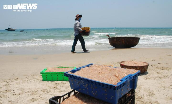 Ông Lê Văn Thiện (56 tuổi, trú xã Duy Nghĩa) cho biết gần 2 tháng nay, đều đặn mỗi ngày, hai cha con ông bắt đầu vươn khơi từ 5h và miệt mài khai thác ruốc cho tới xế trưa.