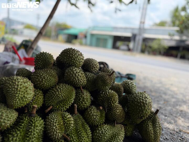 Không bán được cho thương lái, nhiều hộ dân phải mang sầu riêng ra ven đường bán lẻ để gỡ gạc phần nào vốn liếng. (Ảnh: Nguyễn Liến)
