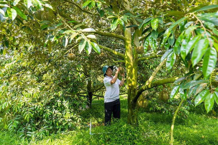 Việc siết kiểm nghiệm cadimi và truy xuất nguồn gốc đang tạo sức ép lớn lên chuỗi sản xuất sầu riêng.