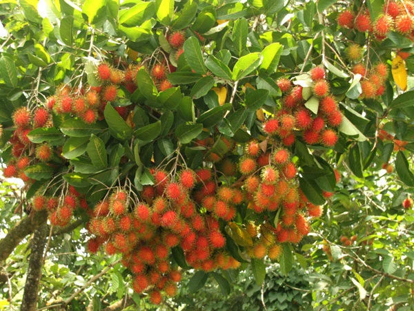 Những thức quà miền nhiệt đới trong biệt phủ nghìn mét vuông của Mỹ Tâm - Ảnh 3.