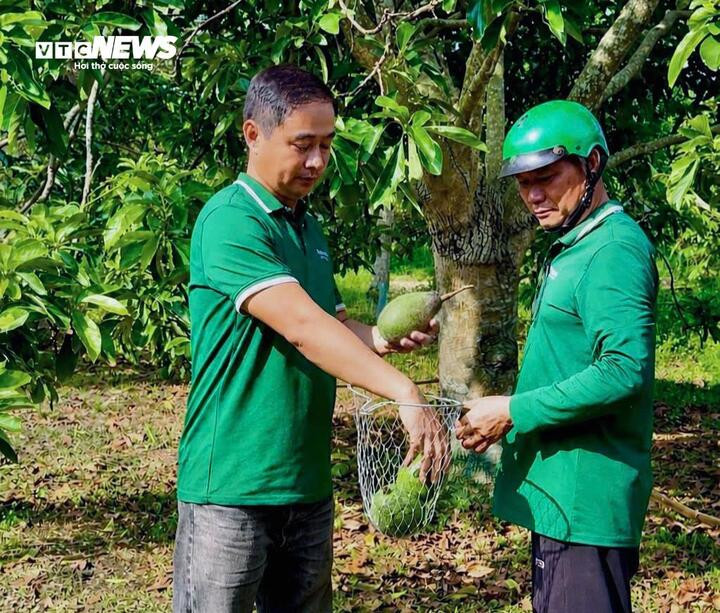 Ông Huỳnh Minh Hoàng (trái) thực hiện quy trình thu hoạch “không chạm đất” giúp đảm bảo chất lượng từng trái bơ đến tay người tiêu dùng.
