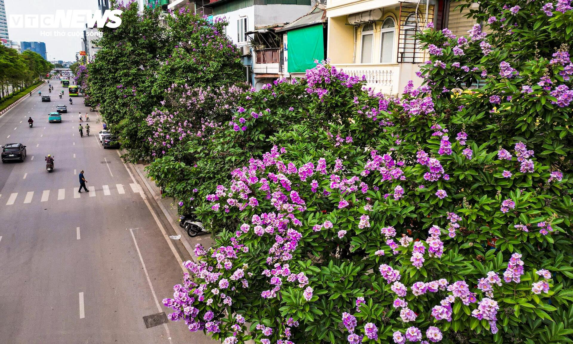 Bằng lăng nở rộ, phố phường Hà Nội rợp sắc tím đầu hè - 12