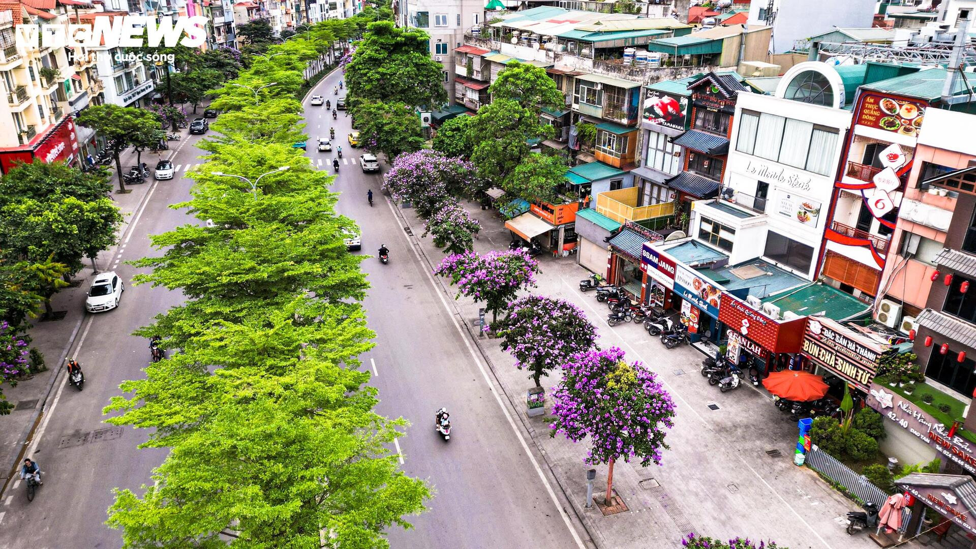 Bằng lăng nở rộ, phố phường Hà Nội rợp sắc tím đầu hè - 11