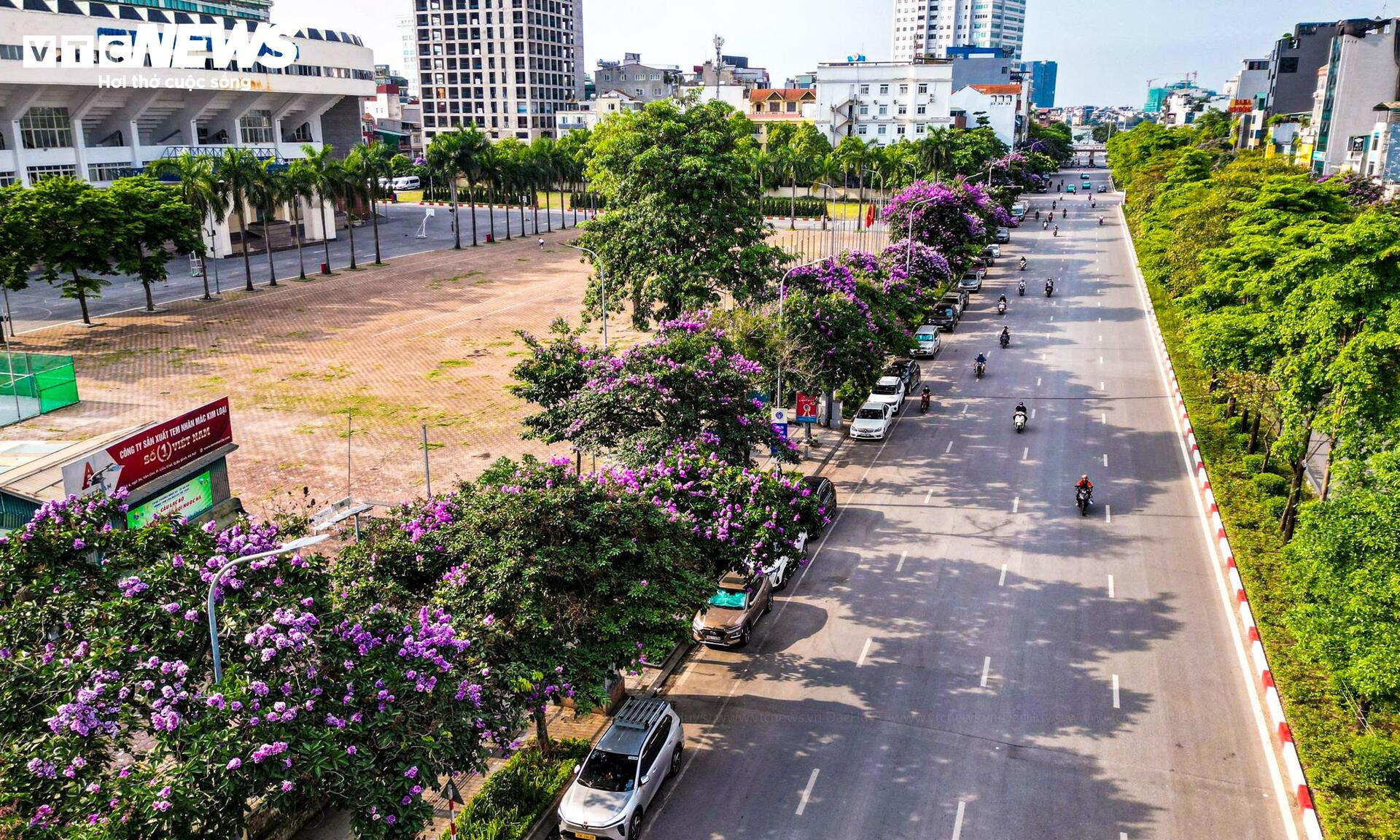 Bằng lăng nở rộ, phố phường Hà Nội rợp sắc tím đầu hè - 1