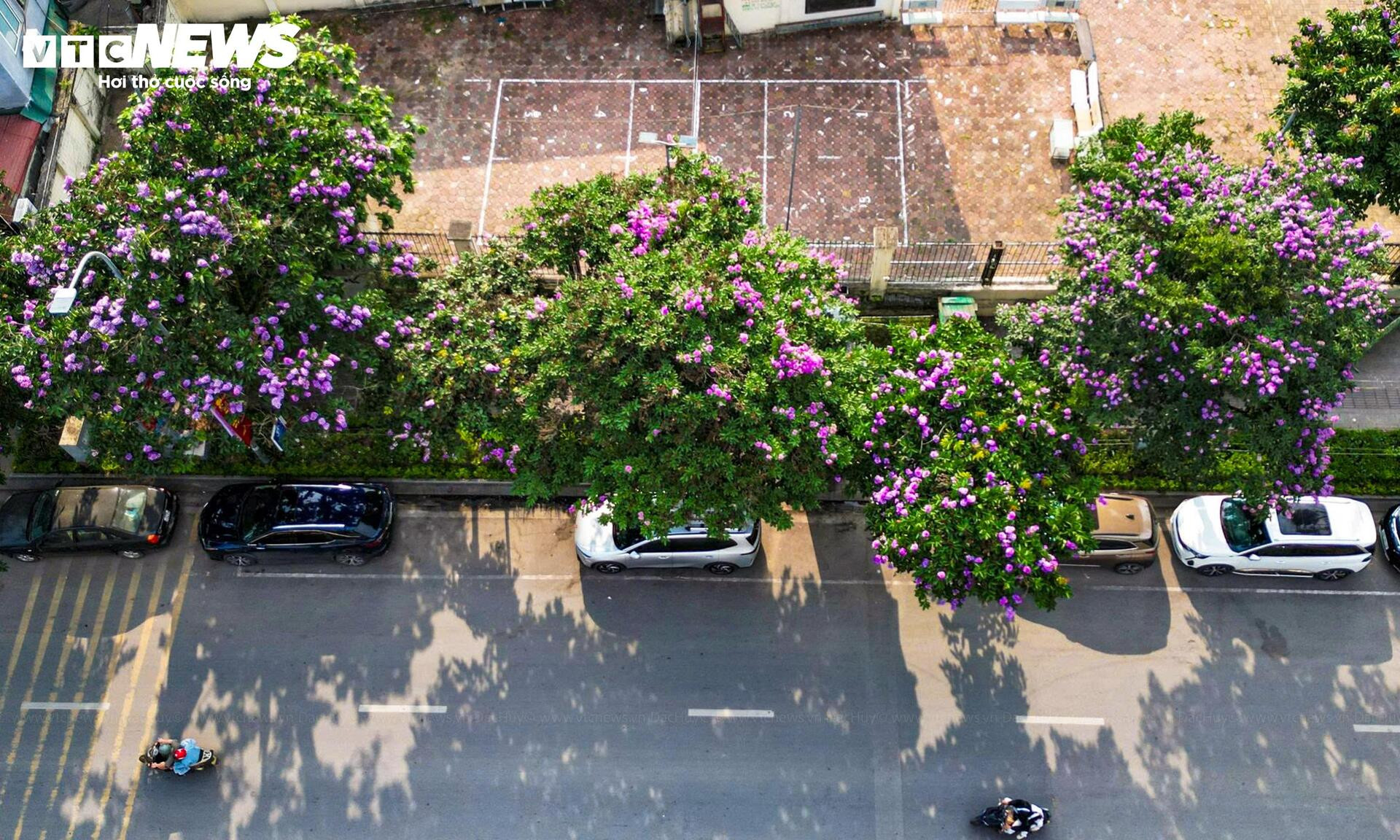 Bằng lăng nở rộ, phố phường Hà Nội rợp sắc tím đầu hè - 3