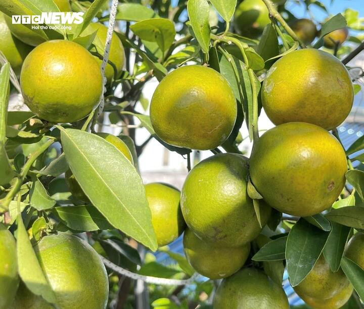 Mê mẩn với khu vườn trên sân thượng, trĩu quả 'ăn quanh năm không hết' - 15