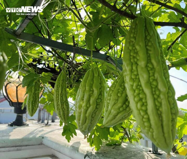 Mê mẩn với khu vườn trên sân thượng, trĩu quả 'ăn quanh năm không hết' - 14