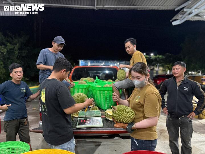 Thương lái cho biết chỉ cần phòng kiểm nghiệm dừng nhận mẫu đột xuất, cả chuỗi thu mua lập tức bị tê liệt.