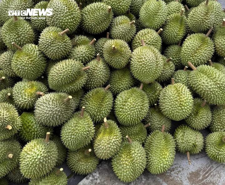 Giá sầu riêng lao dốc khiến nhiều nhà vườn đối mặt nguy cơ thua lỗ nặng do chi phí phân bón, nhân công tăng cao. (Ảnh minh họa)