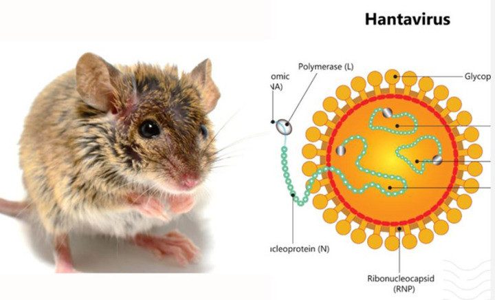 Hanta virus vẫn là bệnh lý truyền nhiễm nguy hiểm do có khả năng tiến triển nhanh