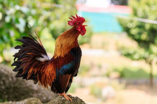 3 con giáp đang bước vào giai đoạn 'đổi vận', làm gì cũng có người nâng đỡ Ảnh 2