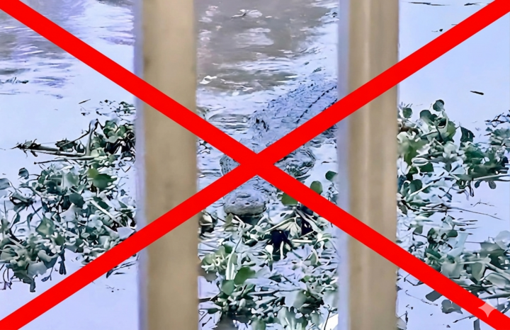Vụ cá sấu xuất hiện ở An Giang là sản phẩm của AI do một thiếu niên tạo ra.