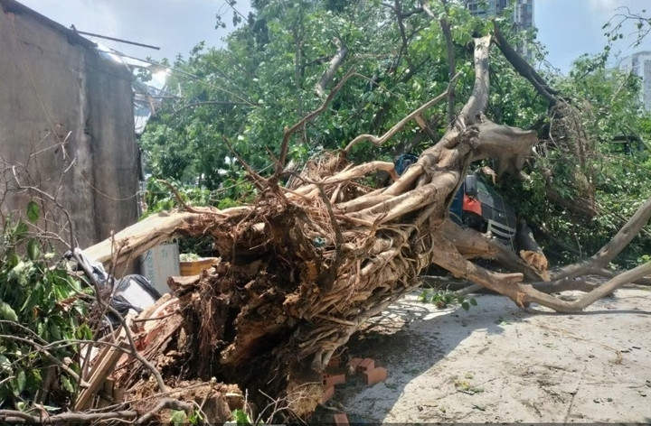 Phần gốc cây có dấu hiệu bị mục ruỗng. (Ảnh: Đại Dương)