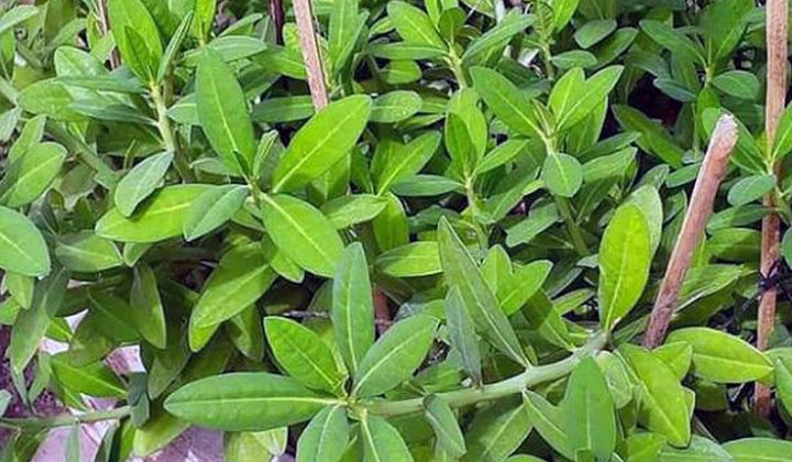 Cây thạch anh còn có tên gọi khác là cây công đức (Ảnh minh họa)