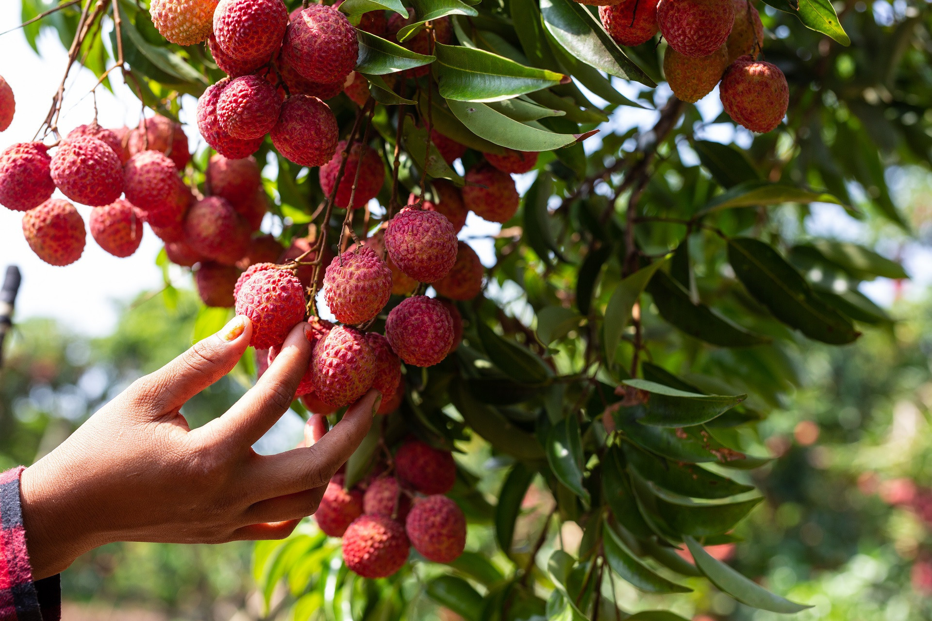 agriculture lychee fruit thailand.jpg