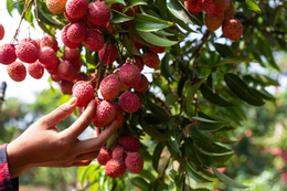 agriculture lychee fruit thailand.jpg