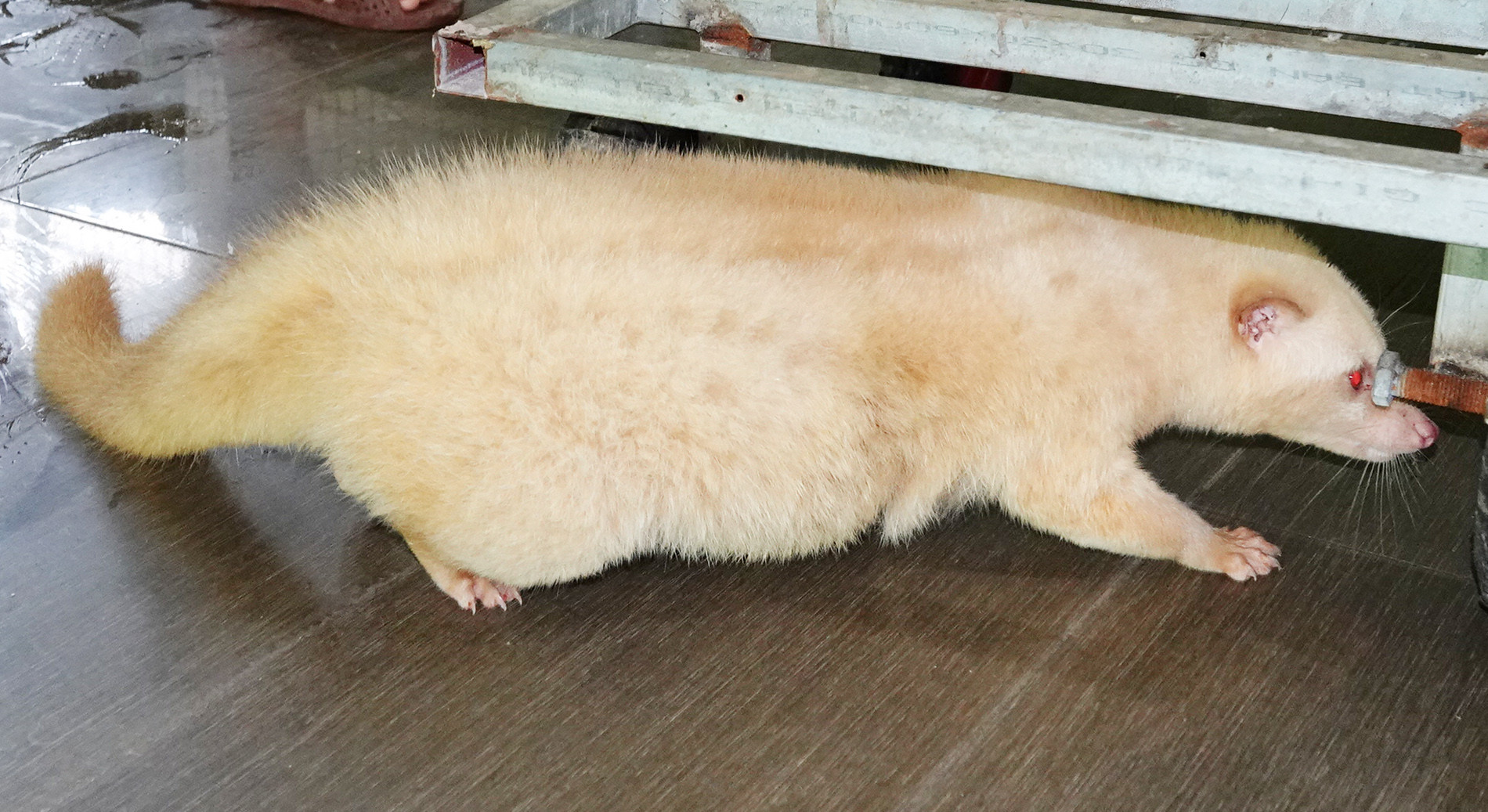 Nuôi chồn 5.jpg