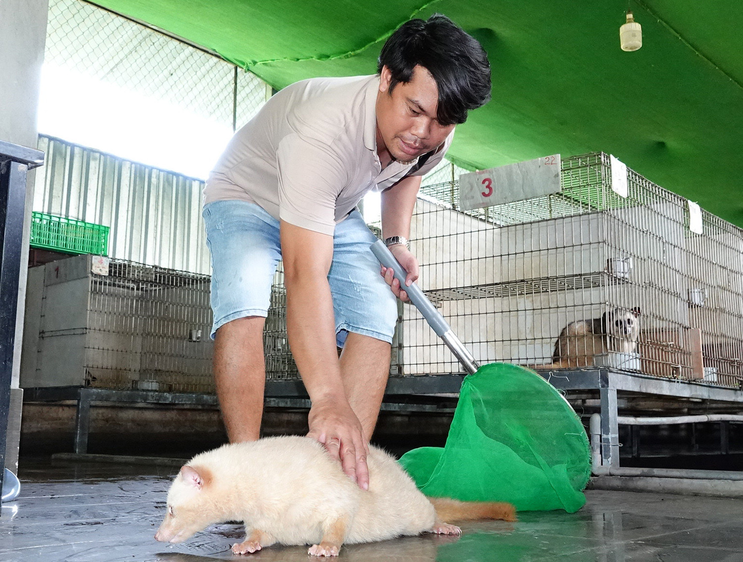Nuôi chồn 1345.jpg