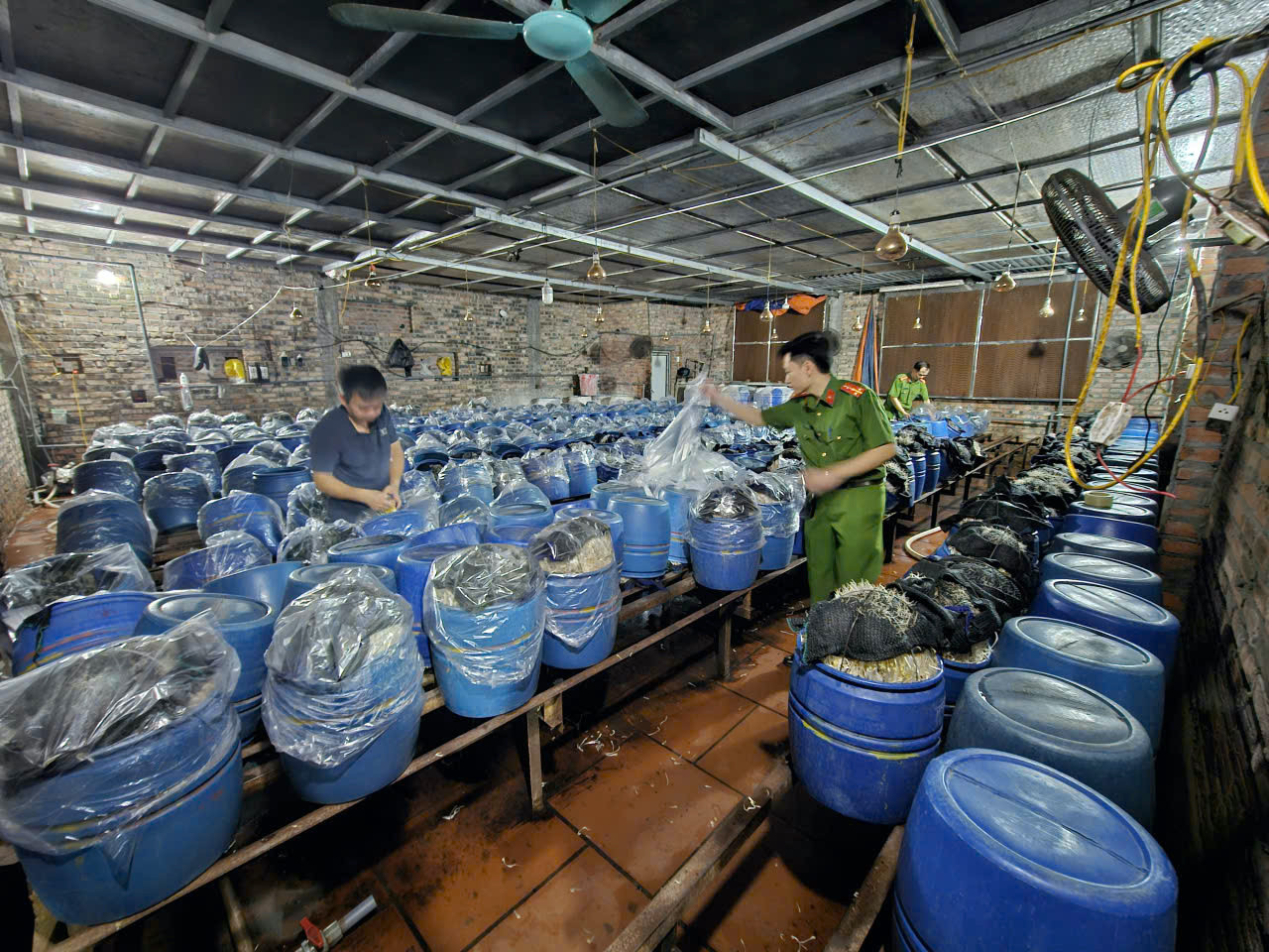 'Nước kẹo' ủ gần 1.000 tấn giá đỗ gây nguy hại ra sao tới sức khỏe?插图 gia do 1.jpg