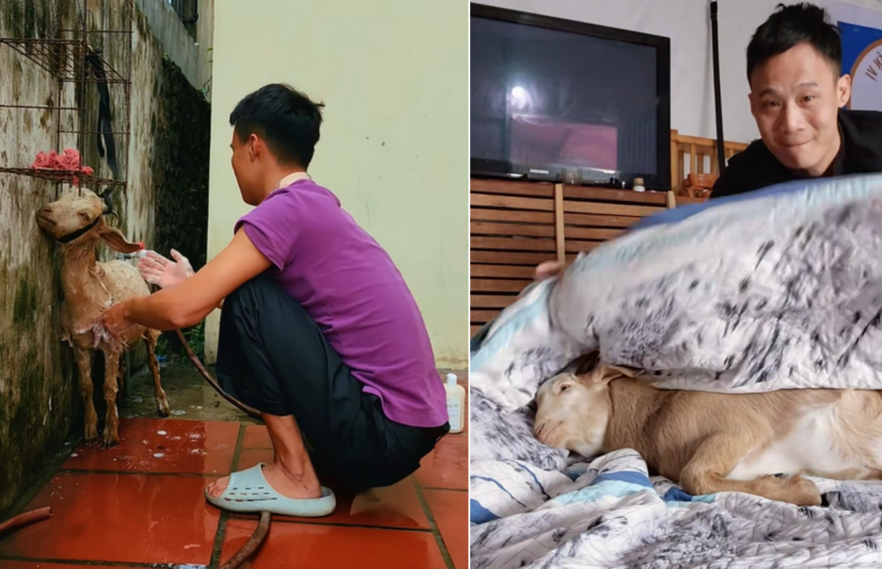 thu-cung-4.png