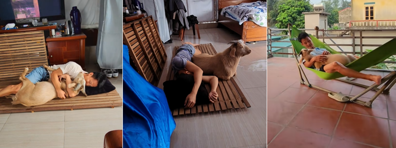 thu-cung-2.png