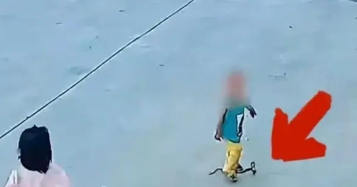 Vừa ngồi vào bàn ăn, chết lặng phát hiện tử thần hổ mang chúa dài 3 mét ngóc đầu ngay dưới chân插图