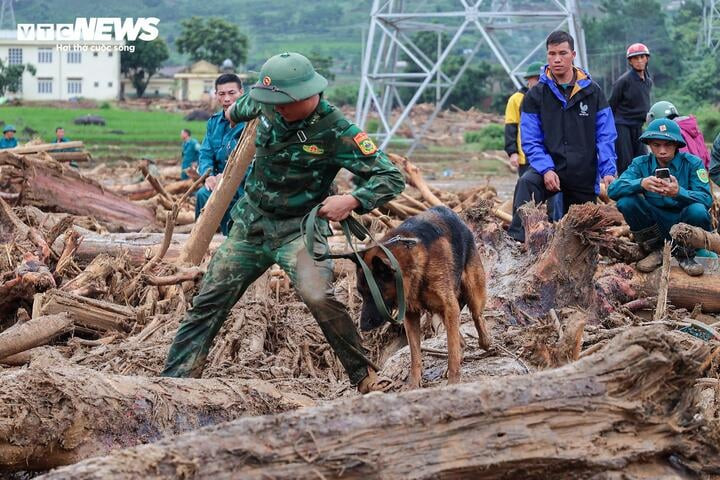 Chó nghiệp vụ được huy động để hỗ trợ tìm kiếm các nạn nhân còn mất tích sau lũ quét ở Lai Châu. (Ảnh: Minh Đức)