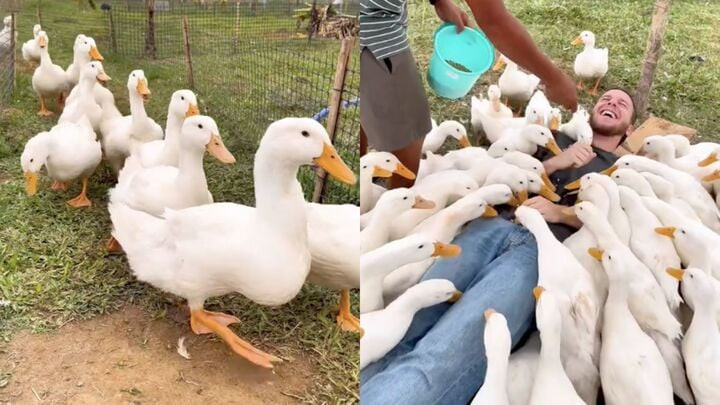Dân mạng ghen tị cũng muốn được đi trải nghiệm thử. (Ảnh chụp màn hình)