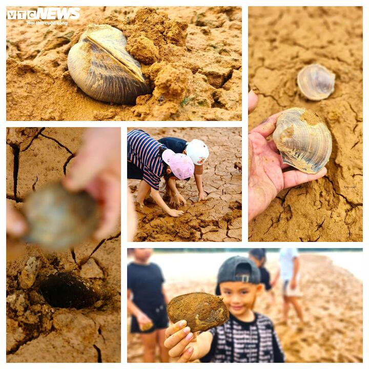 Những con ốc nằm sâu dưới lớp bùn được