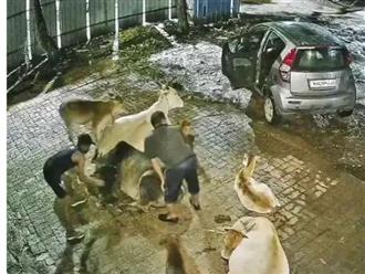 Ba người đàn ông đi ô tô kéo con bò lên xe ô tô trước khi bỏ trốn khỏi hiện trường