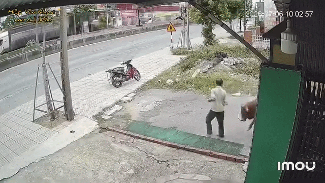 Bị bò tấn công liên tiếp, hành động sau đó của người đàn ông khiến nhiều người sửng sốt, camera ghi lại toàn bộ sự việc插图 hsbodxiftv1-lj4gcn7npg2-s2vswfx7l53-1783508257.gif