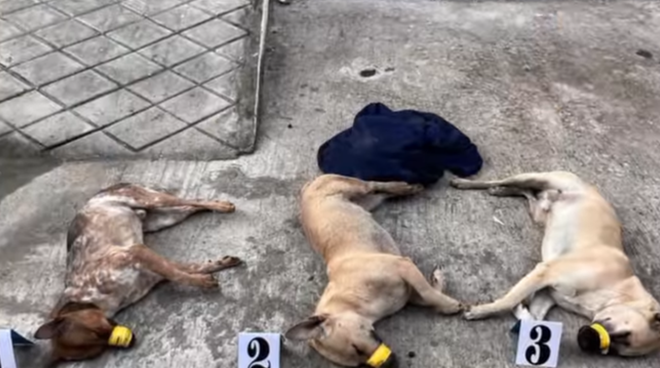 IMG_8681.PNG