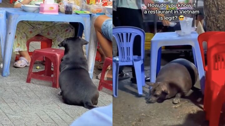 Khách Tây mách nhau bí quyết chọn quán ngon ở Việt Nam: Chó béo ngủ gật ở cửa - 2