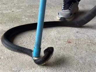 Phát hiện và bắt sống con rắn hổ mang chúa dài gần 3 mét bò vào cửa hàng xe máy