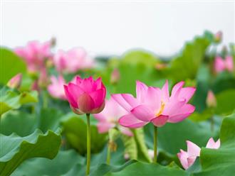 Mưa TÀI LỘC ập xuống cửa, 3 con giáp sự nghiệp thăng hạng, tiền bạc DƯ DẢ, mặc sức tiêu pha trong 1 tháng tới